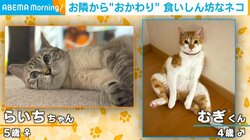 食いしん坊猫が隣の皿から問答無用で“おかわり”ゲット！ 性格が真逆な2匹の微笑ましい光景