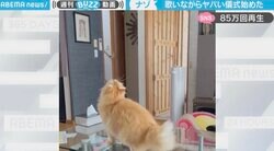 「この家には人間には視えない存在が」飼い主が怯えた猫のヤバイ儀式