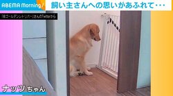 階段の踊り場で飼い主の帰宅を待つ犬 留守番中の健気な姿に「早く帰りたくなりますね」悶絶の声