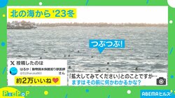 海の上に浮かぶ“丸い粒”… まさかの正体に「めっちゃ見られている…」「ホラーのやつかと思ったらキュートなやつだった」と反響続々