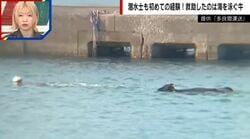 宮古島の海に浮かぶ子牛→海保潜水士もびっくりの“命がけの救出劇”「自分としても初めての経験」「海で困っている命に大小はない」