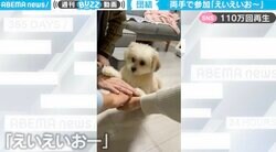 飼い主と団結！「えいえいお〜」をする犬が可愛すぎる「すっごい尊い時間」「最後わいわい盛り上がってるとこもかわいい」
