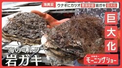 ウナギやカツオ豊漁で安値　旬の岩ガキ巨大化　海の幸に相次ぐ異変　黒潮大蛇行が終息