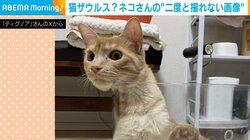 「ろ、ろくろっ首」!? 容器から覗き込む猫の姿に「猫ザウルス」「ET？」など驚きの声続出