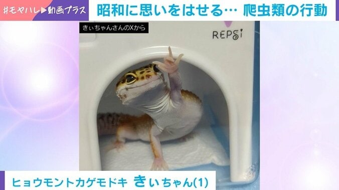 ヒョウモントカゲモドキ