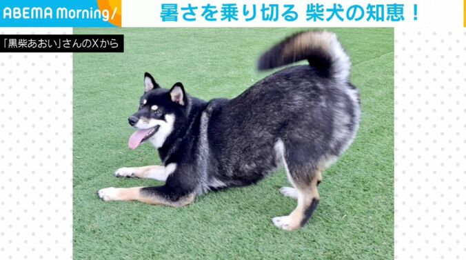 柴犬のあおいちゃん