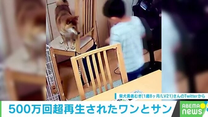 柴犬が椅子から降りられず困惑 6歳児の“驚きの救出方法”に「素敵な解決法」「尊くてうるっとくる」“500万人”が絶賛 1枚目