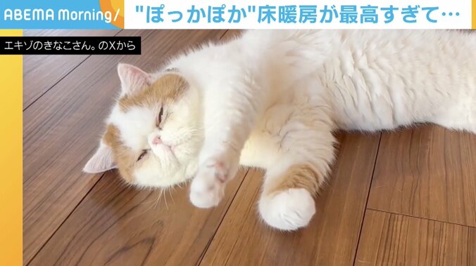 猫のひるねくん