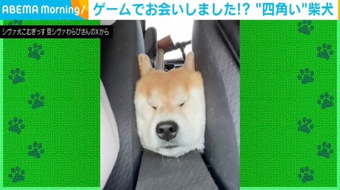 柴犬「こむぎ」くん