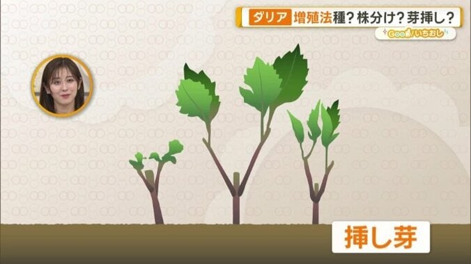 挿し芽