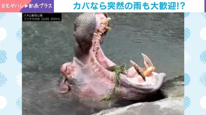 カバの「ベロ」