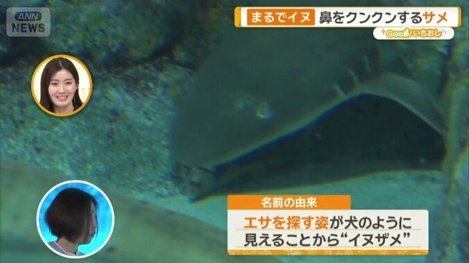 野生では小魚や砂中のエビ・カニなどを食べる