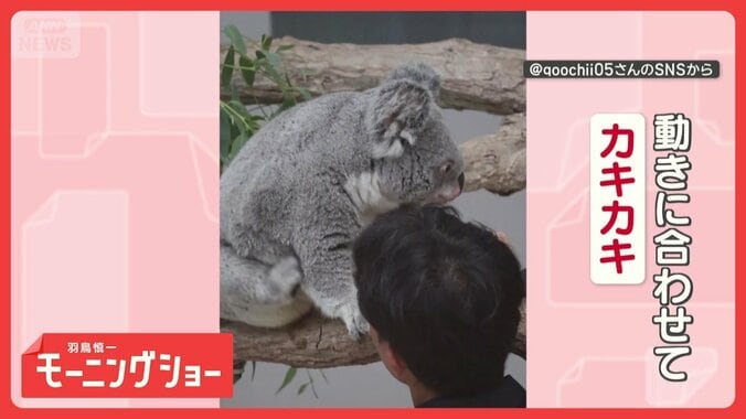 体を触られると…動いちゃうコアラさん　ブラッシングにあわせて脚カキカキ　なぜ？ 1枚目