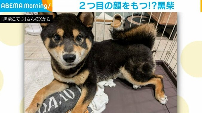 黒柴のこてつくん（8カ月）