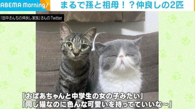 まるで孫と祖母！？ ビジュアルの違う2匹の猫が話題「同じ猫なのに色んな可愛いを持ってていい」 1枚目