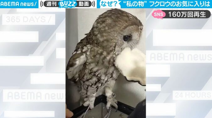 一体、何を隠してるのか？ フクロウが羽根を広げて覆う“渡したくないモノ”とは 「絶対渡さない！」必死さが伝わる動画が話題に 2枚目