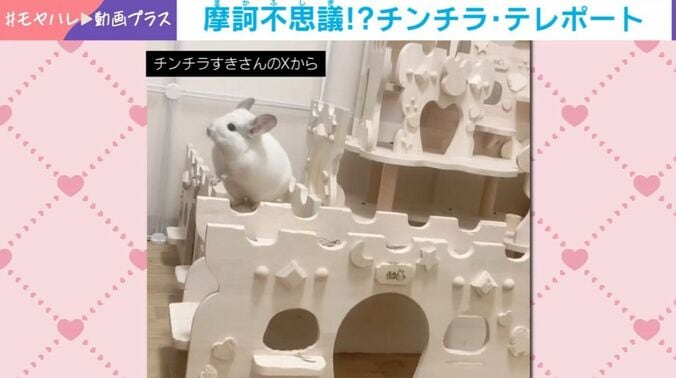 チンチラ