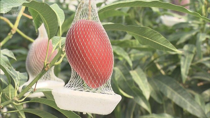 特産マンゴー　燃料確保に苦悩・早場米の栽培に三重苦…“ホルムズ封鎖”農業に影響 1枚目