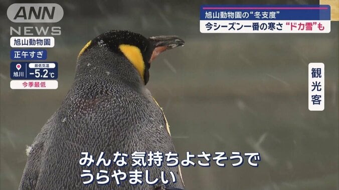 ホッキョクグマやペンギンは寒くなり元気