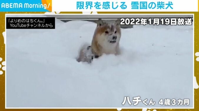 柴犬のハチくん