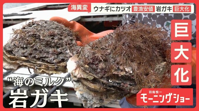 ウナギやカツオ豊漁で安値　旬の岩ガキ巨大化　海の幸に相次ぐ異変　黒潮大蛇行が終息 1枚目