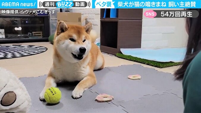 柴犬が“猫”の鳴きマネ 飼い主ママさんに“べた褒め”されて「どこか誇らしげ」な様子にほっこり 1枚目