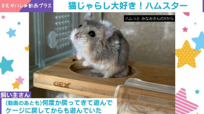 ハムスターのココくん