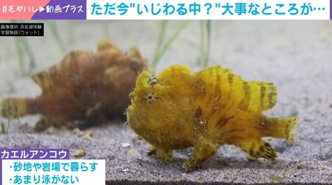 カエルアンコウ