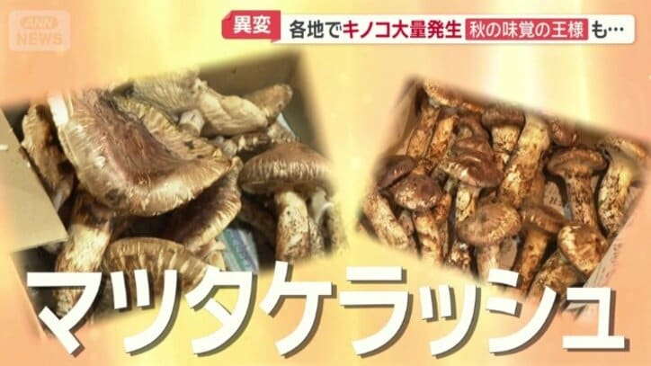 マツタケラッシュ