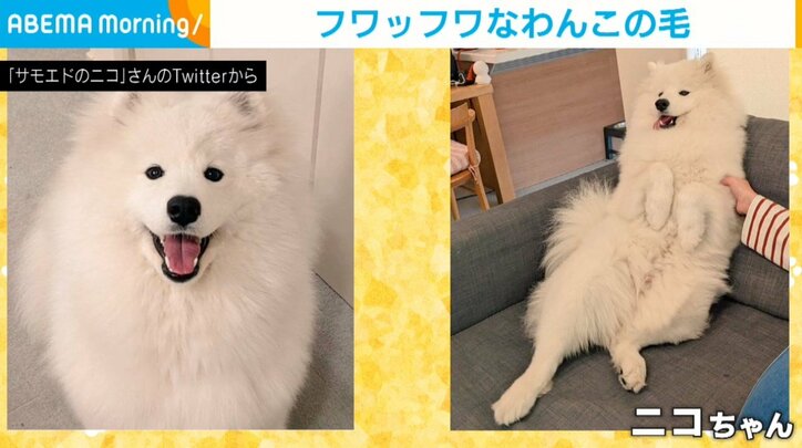 犬「私が生産者です」綿あめのように“フワフワな抜け毛”に「幸せな気持ち」「通販番組みたい」と話題