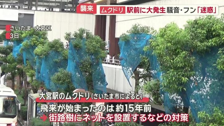 市は街路樹にネットを設置するなどの対策