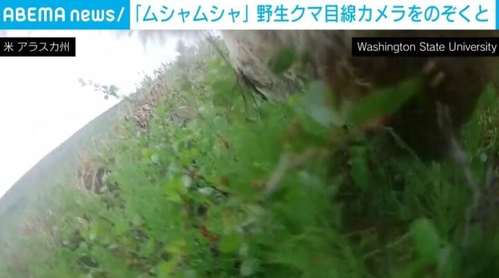 草を食べるクマ