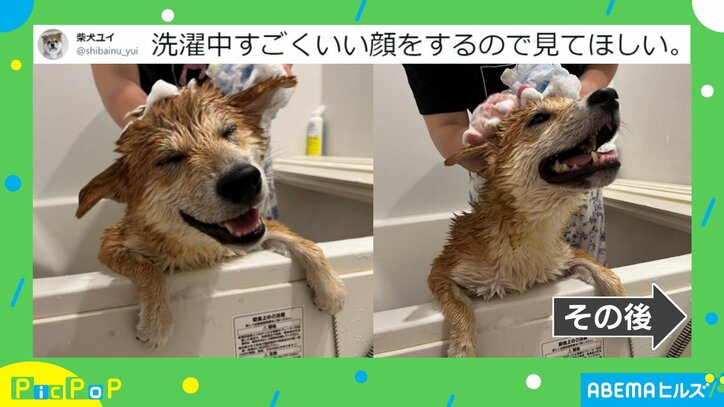 目を細めて「ゆる～っ」とした表情でお風呂に入る柴犬が「毎日でも洗ってあげたい」と話題