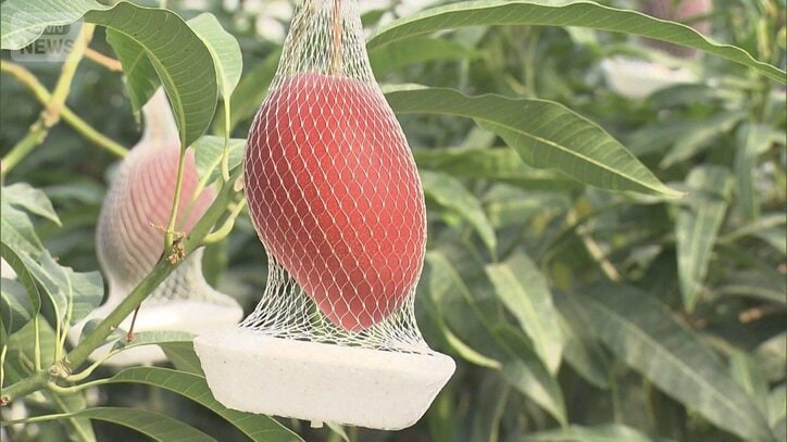 特産マンゴー 燃料確保に苦悩・早場米の栽培に三重苦…“ホルムズ封鎖”農業に影響