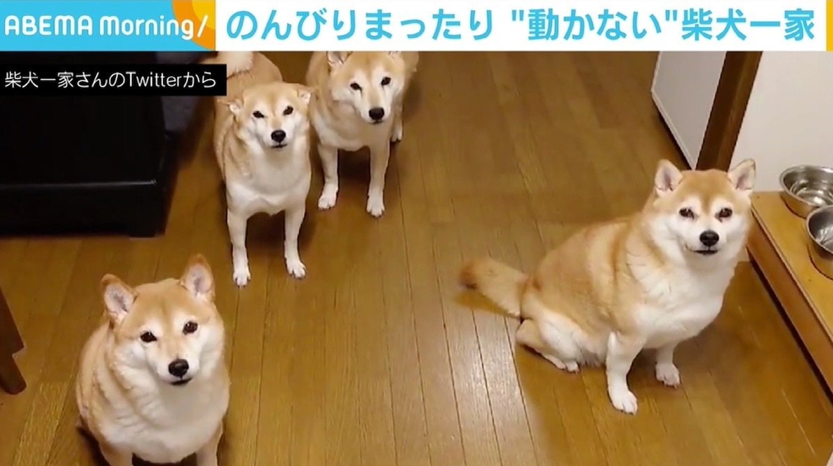 おやつがほしい時は 無言の圧 のんびりまったり 動かない 柴犬一家 かわいいなw と反響 国内 Abema Times