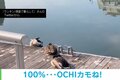 「え？落ちてませんが」川のほとりにいたカモの“寝ぼける瞬間”に大反響