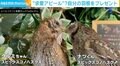 フクロウが“求愛”の再アタック、羽を受け取ってもらえた後の「気にして見てる」「心配そうな仕草」に反響