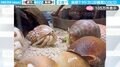「ナウシカの王蟲と同じ仕草！」触覚を“ピロピロ”動かすオカヤドカリ2匹の様子が、SNSで話題沸騰！