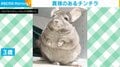 貫禄のあるチンチラ!? 生後2カ月のときと比較した驚きの“ギャップ”に「アザラシみが強くなった」「でかくなった!!」と話題