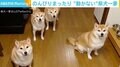 おやつがほしい時は“無言の圧” のんびりまったり“動かない”柴犬一家 「かわいいなw」と反響