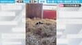 「お邪魔してます！」馬小屋から聞こえる…馬ではない“可愛い鳴き声”の正体に「いい寝所を見つけちゃったねえ」「ちゃんとご挨拶するんやで」と反響