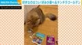 「ん~こっち!」フェイントを挟んで“食べたいおやつ”を確実に見抜く猫に反響「お利口さんすぎ」「ちょんちょんしてるw」