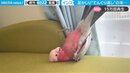 インコに訪れた衝撃結末 瞬間フレームアウトに「これを見て世界が平和に」ほっこりする人が続出