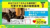 【映像】普段のちょびくんと同居猫・モモちゃん
