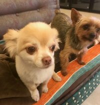 坂上忍『芝刈り機　壊れる』