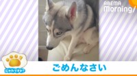 【映像】3日連続イタズラのシベリアンハスキー 分かりやすく反省