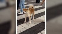 銀座にホコ天“秋田犬”続々出現のナゼ