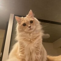 桃『旦那を苦しめた…』