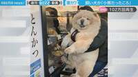 「まだ小熊だったころ」懐かしむ主人をよそに急成長 モフモフ犬が今も昔も「ぬいぐるみ」と話題