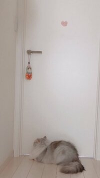 細川直美『本日のデザート&くぅちゃん』